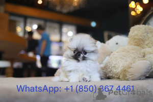 Photo №3. Dean Janet Kay Puppies House. USA