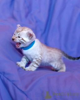 Photo №1. bengal - à vendre en ville de Colorado Springs | 478€ | Annonce № 147419