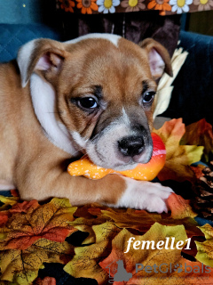 Photo №4. Je vais vendre staffordshire bull terrier en ville de Vuillafans. éleveur - prix - 1600€