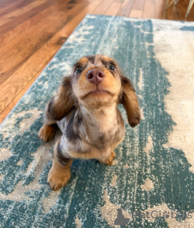 Photo №3. Mignons adorables chiots teckel à vendre contactez WhatsApp Business. La finlande