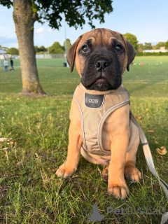 Photo №1. ca de bou - à vendre en ville de Aizlingen | 500€ | Annonce №158466