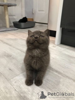 Photo №4. Je vais vendre british shorthair en ville de Bonn. éleveur - prix - 300€