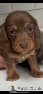 Photo №2 de l'annonce № 132761 de la vente teckel - acheter à Allemagne annonce privée