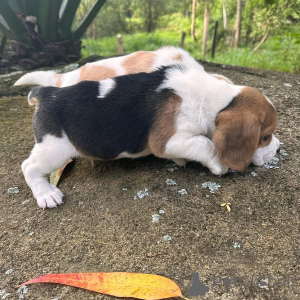 Photo №3. Chiots Beagle mâles et femelles de race pure à vendre !!!. France