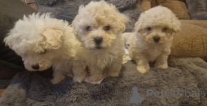 Photo №3. Bichon Frisé Welpen zu verkaufen. Contactez-moi pour. Allemagne
