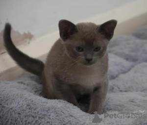 Photo №1. burmese - à vendre en ville de Nördlingen | 350€ | Annonce № 177564