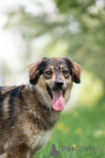 Photo №1. chien bâtard - à vendre en ville de Москва | Gratuit | Annonce №141409