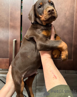 Photo №3. Urocze szczenięta dobermana do adopji. Pologne