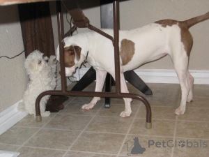 Photo №3. Une chance de saisir votre animal de compagnie de rêve (chiot maltais) 