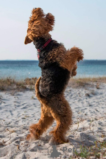 Photos supplémentaires: Chiots Welsh Terrier