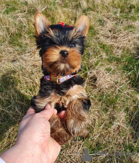 Photo №4. Je vais vendre yorkshire terrier en ville de Bielefeld. annonce privée - prix - 265€