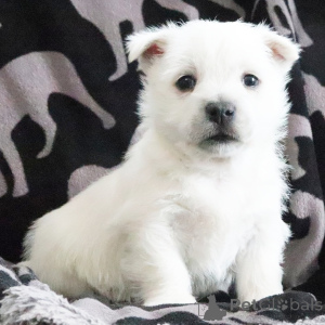 Photo №2 de l'annonce № 164582 de la vente west highland white terrier - acheter à USA annonce privée