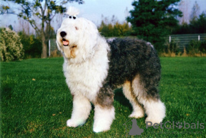 Photo №2 de l'annonce № 125928 de la vente chien bâtard - acheter à La Grande-Bretagne annonce privée, éleveur