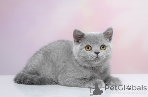 Photo №2 de l'annonce № 141401 de la vente british shorthair - acheter à Fédération de Russie de la fourrière, éleveur