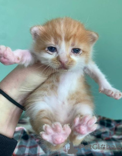 Photo №3. Trois American Bobtail Kätzchen. Allemagne