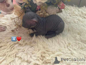 Photo №4. Je vais vendre sphynx en ville de Москва. éleveur - prix - 1078€