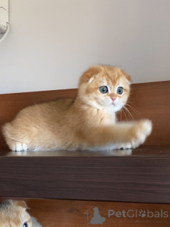 Photo №1. scottish fold - à vendre en ville de Varmaland | négocié | Annonce № 159636