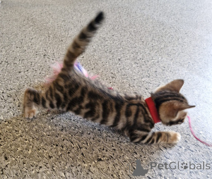 Photo №2 de l'annonce № 164610 de la vente toyger - acheter à Irlande éleveur