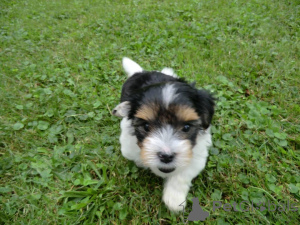 Photo №1. biewer yorkshire terrier - à vendre en ville de Nuremberg | négocié | Annonce №166088