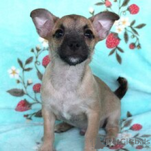 Photo №2 de l'annonce № 172239 de la vente chihuahua - acheter à Allemagne annonce privée
