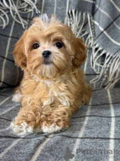 Photo №2 de l'annonce № 133628 de la vente maltipu - acheter à USA 