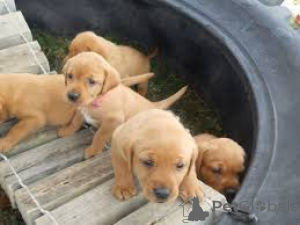 Photo №3. Chiots du Labrador Retriever. Suisse