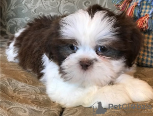 Photo №4. Je vais vendre chow-chow en ville de Jacksonville. annonce privée - prix - Gratuit