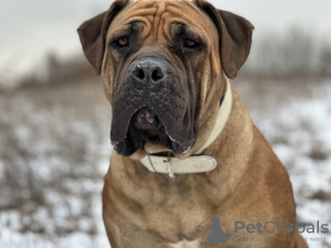 Photos supplémentaires: Chiots Boerboel Mastiff sud-africains