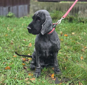 Photo №4. Je vais vendre cocker spaniel anglais en ville de Rivière moscou. annonce privée - prix - Gratuit