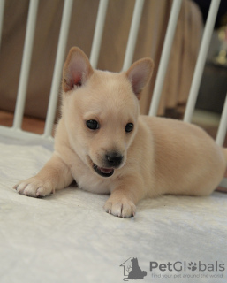 Photo №3. Chiots d'hébergement portugais. Fédération de Russie