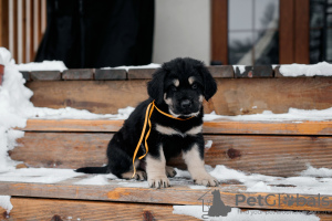 Photo №4. Je vais vendre buryat wolfhound mongol en ville de Voronezh. annonce privée - prix - 493€