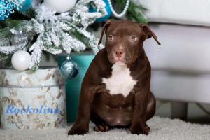 Photos supplémentaires: American Bully Chocolate and Lilac