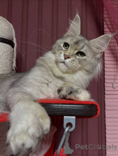 Photo №4. Je vais vendre maine coon en ville de Doncaster.  - prix - négocié