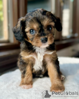 Photo №1. cavalier king charles spaniel - à vendre en ville de Торонто | négocié | Annonce №113164