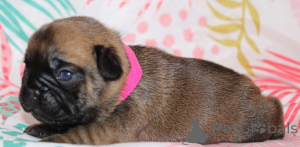 Photo №2 de l'annonce № 162186 de la vente bouledogue - acheter à La finlande annonce privée