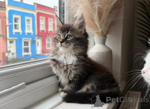 Photo №1. maine coon - à vendre en ville de Legonovo | 350€ | Annonce № 178685