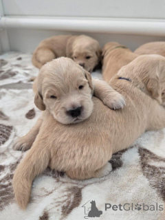 Photo №2 de l'annonce № 177760 de la vente golden retriever - acheter à Pays Bas annonce privée