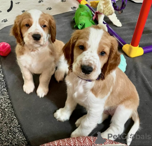 Photo №1. welsh springer spaniel - à vendre en ville de Narva | négocié | Annonce №127411