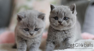 Photo №1. british shorthair - à vendre en ville de Munich | 260€ | Annonce № 103779