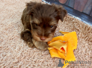 Photo №3. Chiots Yorkshire Terrier. France