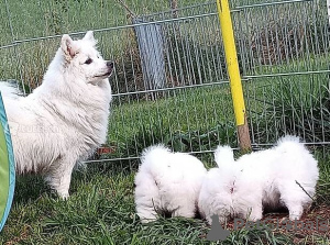 Photo №2 de l'annonce № 64991 de la vente spitz nain - acheter à Estonie éleveur