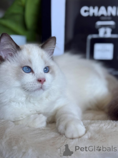Photo №4. Je vais vendre ragdoll en ville de Larochett. éleveur - prix - négocié