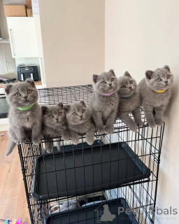 Photo №1. british shorthair - à vendre en ville de Helsinki-uusimaa | 1000€ | Annonce № 161556