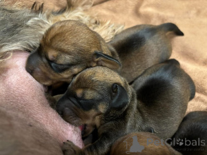 Photo №3. Beaux chiots de teckel vaccinés disponibles à la vente maintenant pour les. Espagne