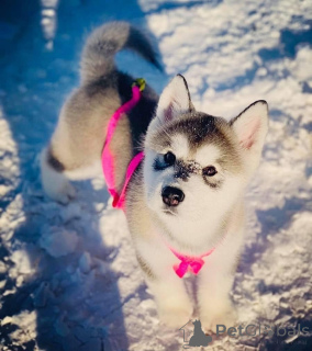 Photo №1. malamute de l'alaska - à vendre en ville de Dekani | négocié | Annonce №172901