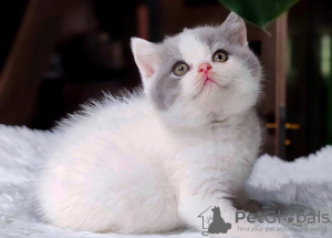 Photo №3. Nous avons un chatons mâle et femelle disponibles. Suisse