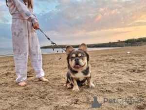 Photo №2 de l'annonce № 160025 de la vente bouledogue - acheter à La Roumanie annonce privée