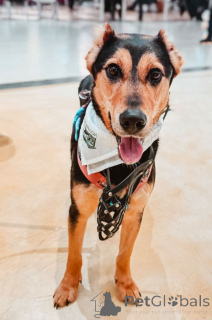 Photo №3. La charmante Molly cherche une maison. Fédération de Russie