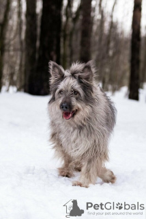 Photos supplémentaires: Un beau chien entre de bonnes mains.