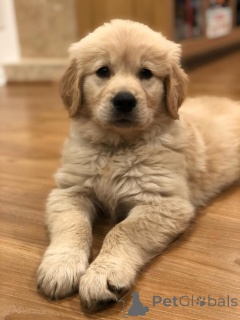 Photo №3. Beaux chiots Golden Retriever à la recherche de leur foyer pour toujours. L'Autriche